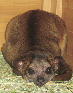kinkajou